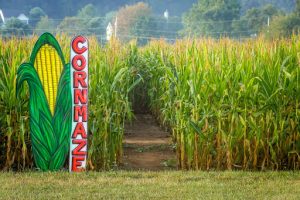 A cornmaze in this cornfield in rural Central New Jersey.