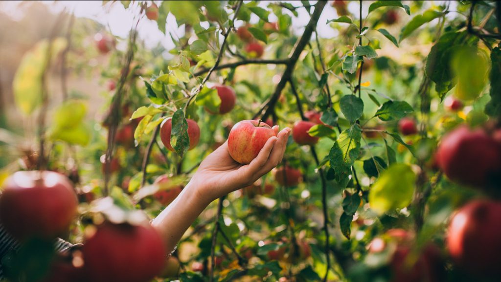 apples