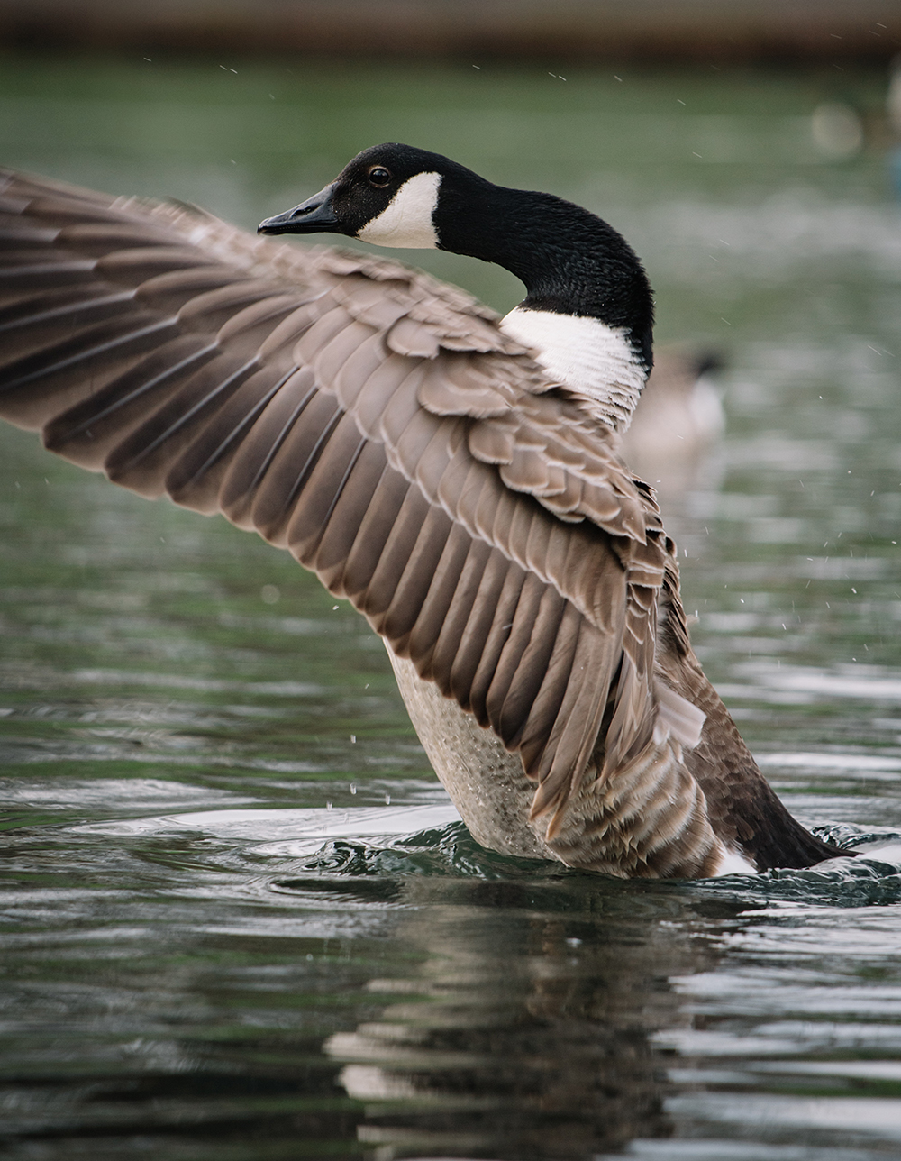 Goose Wing