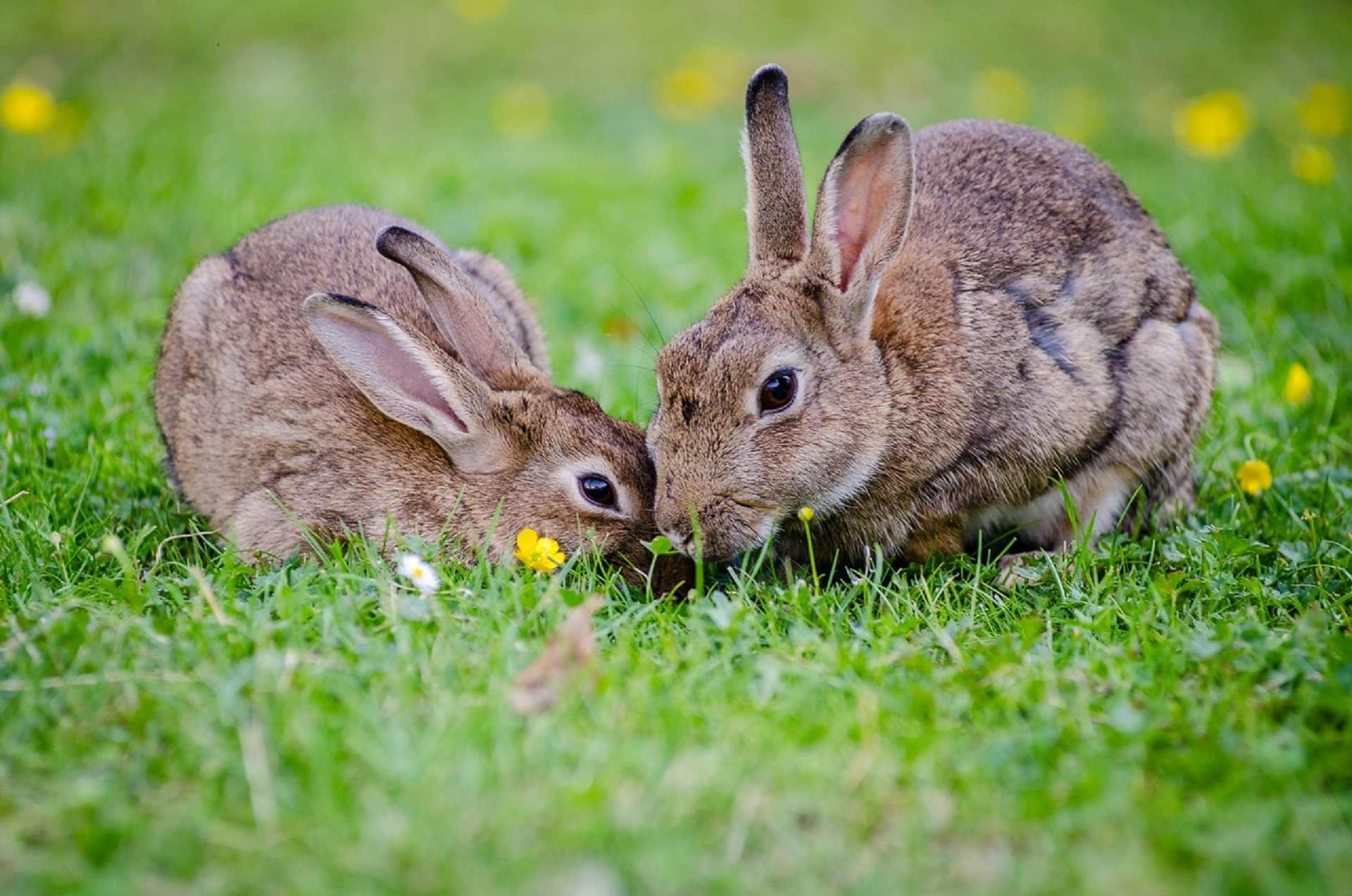 Rabbits