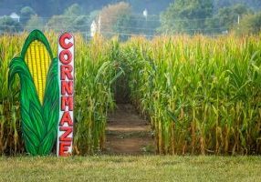 A cornmaze in this cornfield in rural Central New Jersey.